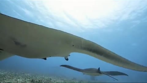 THE SHARK AND THE GIANT MANTA RAY