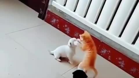 funny moments when a puppy jokes with a kitten