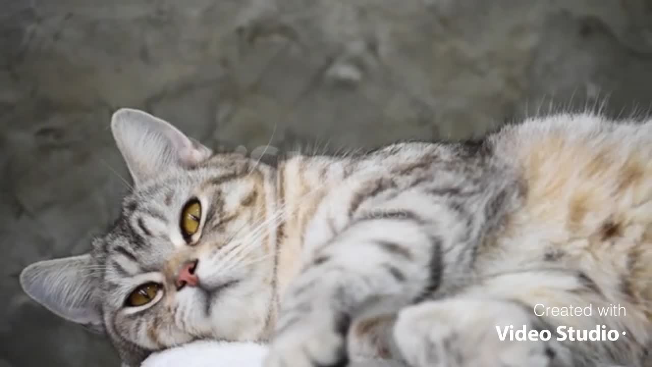 A cat wakes up suddenly, very cute cat.