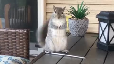 squirrel