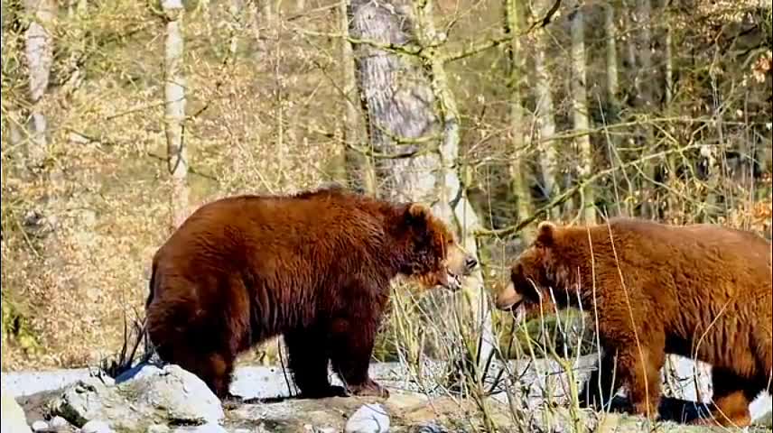 These two bears seem to be fighting