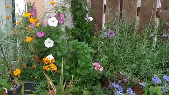 In my garden