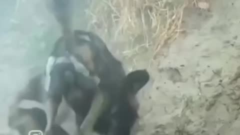 Wild dogs attack the boar