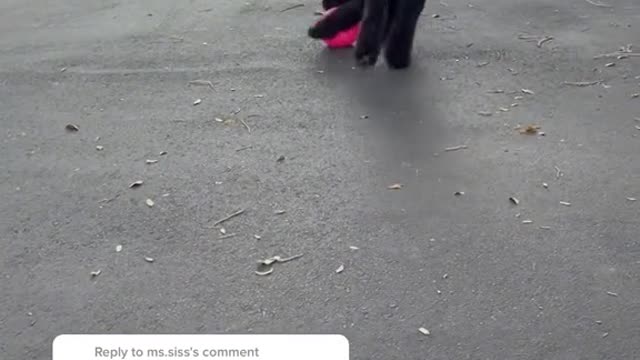 Puppy Play