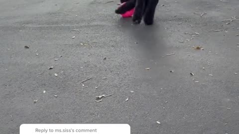 Puppy Play