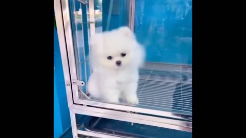 Best Animals 🔴 2 Minutes of Funny Cats and Dogs Videos 2022! #10