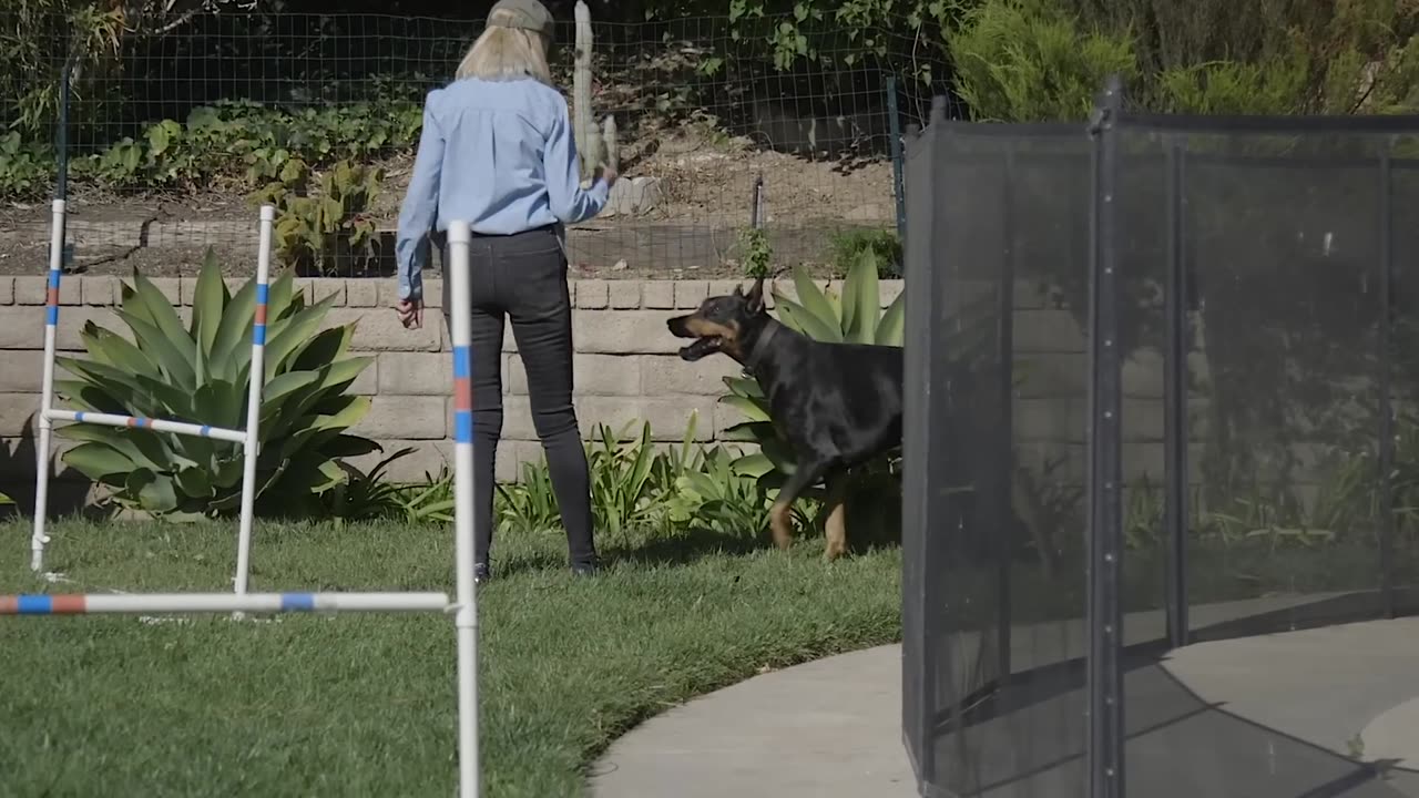 ALL ABOUT LIVING WITH DOBERMAN PINSCHERS