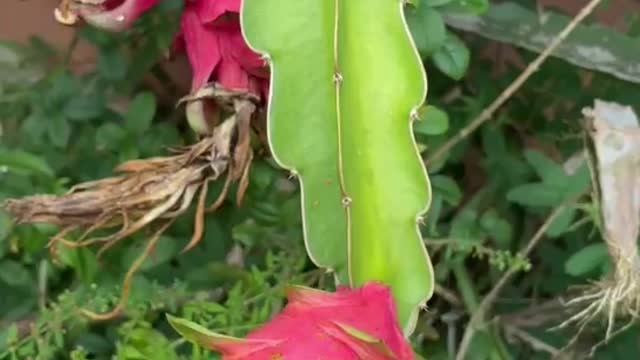 The Pitaya blossomed