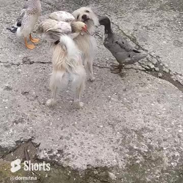 This will make you laugh! Luna with the ducks and chicken she raised. They are still friends!