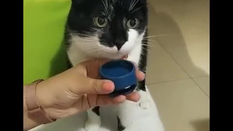 Funny cat Don't try to hold back