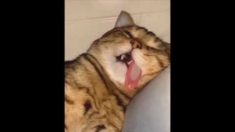 Memes - Funny Animal Moments - Funny Cats - Jokes with Cats - Funny Animals - Dogs - Funny Videos