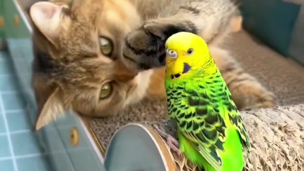 Cute and Funny Cats