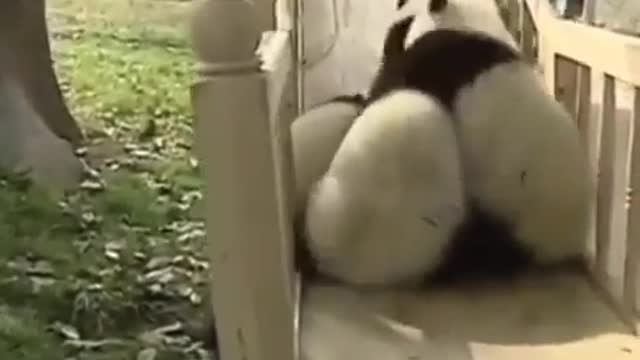 pandas are children too