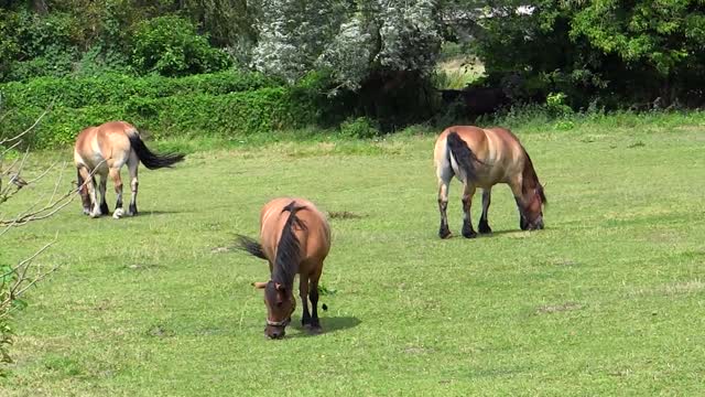 See the beauty of horses in the picturesque nature