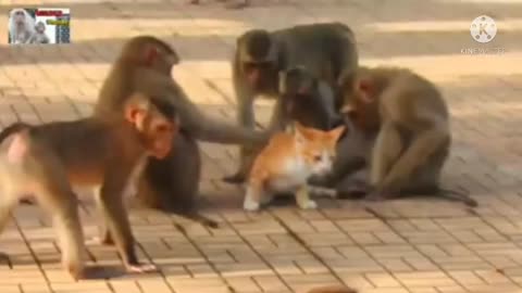 Monkey or cat me larai super funny video