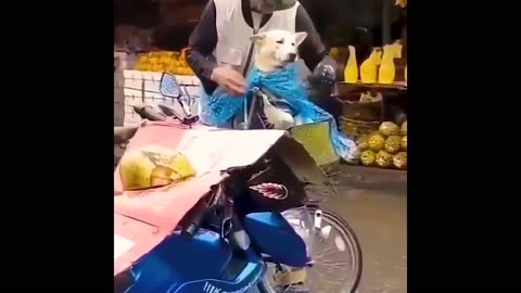 funny dogs situations