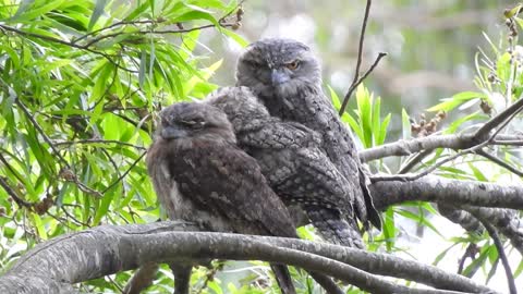 Tawny Frogmouth family