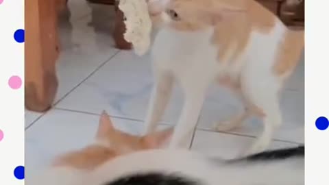 funny cat