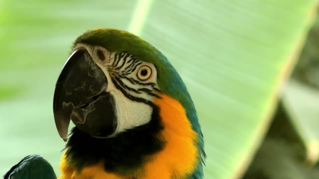 Close up of a parrot in nature - With great music