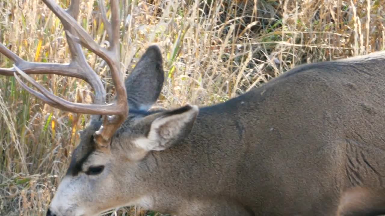 Slow Motion Of Large Mule Deer Buck In A Field Eating Grass