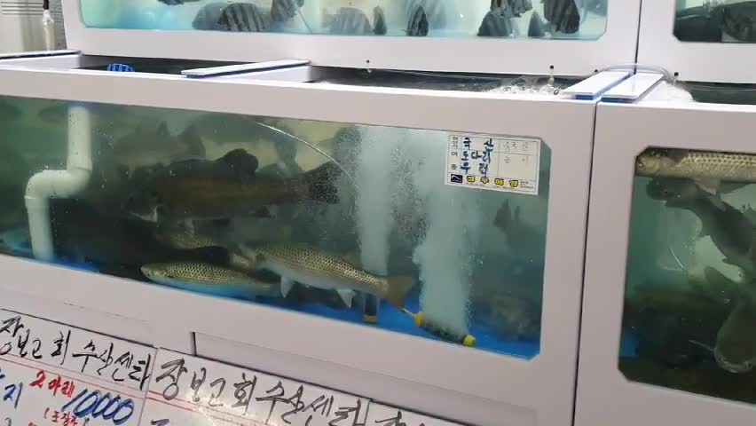 Korea's sashimi restaurant aquarium