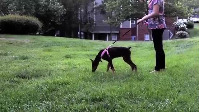 RED DOBERMAN PINSCHER PUP KONA (FAN SUBMITTED)