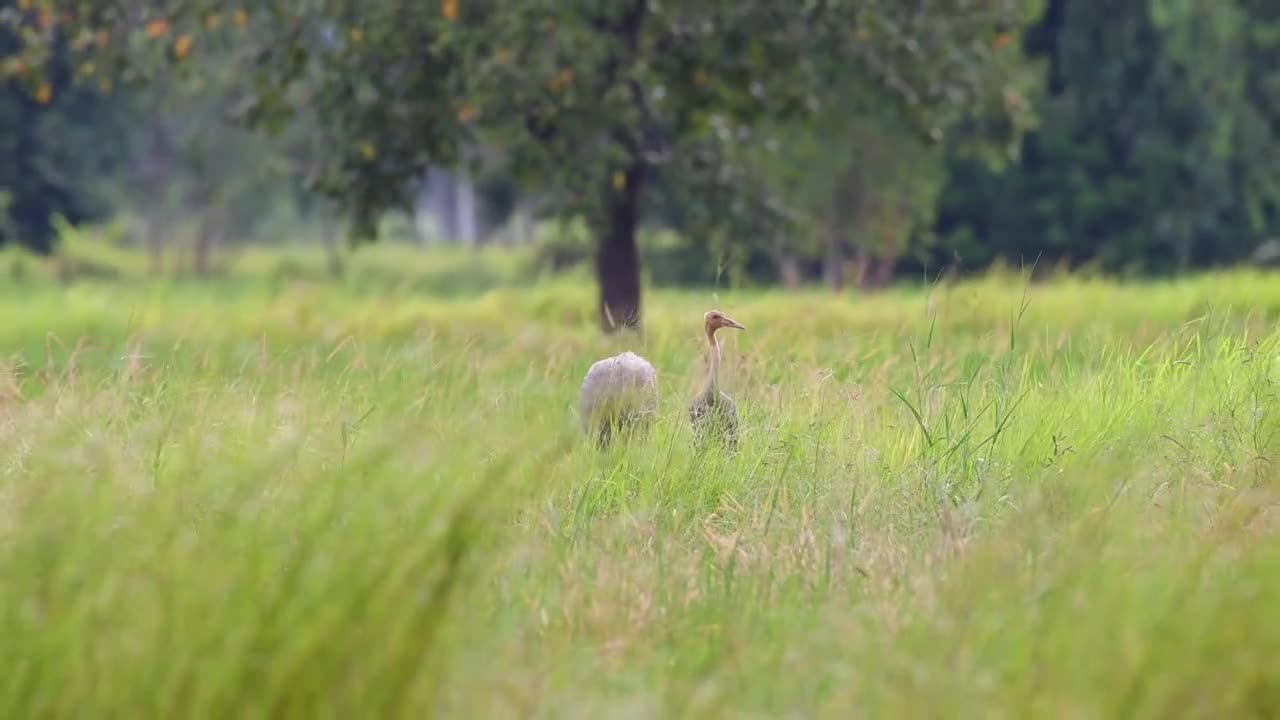 Protection of birds