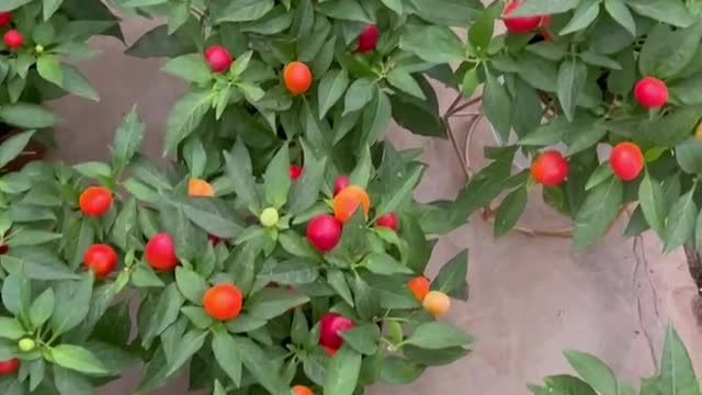 Red flowers are blooming among the green leaves