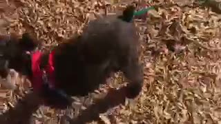 Black dog slides down yellow slide