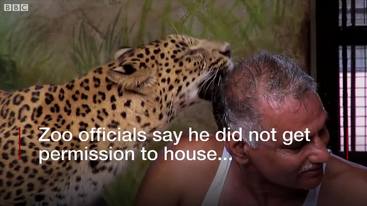 Indian man shares his house with leopards and bears - BBC News