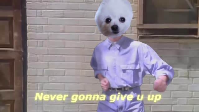 Never Gonna Bork You Up