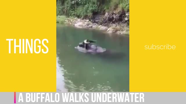 Can a Buffalo Swim to save its Baby