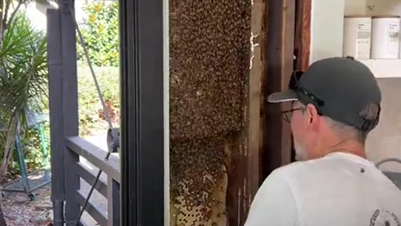Man saves bee colony that set up shop in a home