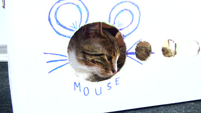 Am I a Cat or a Mouse