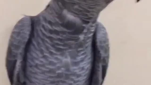 Cute Smokey 🦜🦜✌️
