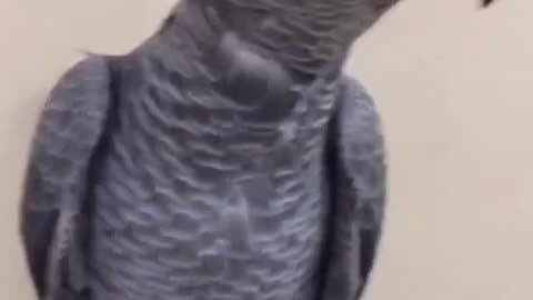 Cute Smokey 🦜🦜✌️