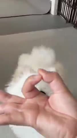 First Cute Pomeranian Puppy Bath _ Funny Dogs Puppies _ Min Puppy