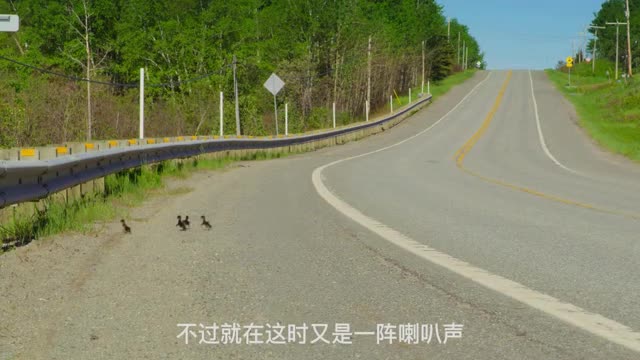 duck crossing the road