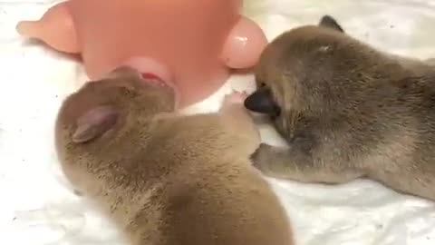 Cute puppy feeder