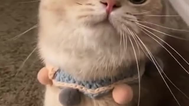 Cute cat most viral video on YouTube shorts