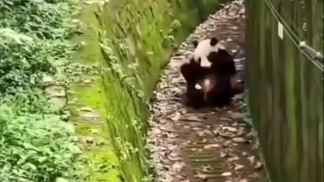 Cute panda 😍🐼 | panda funs | Funny panda |