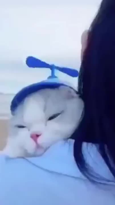 Funny Videos of Cute Cats and Dogs.