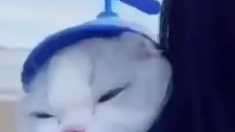 Funny Videos of Cute Cats and Dogs.