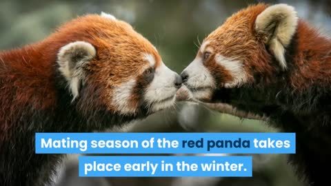 Interesting facts about Red Pandas