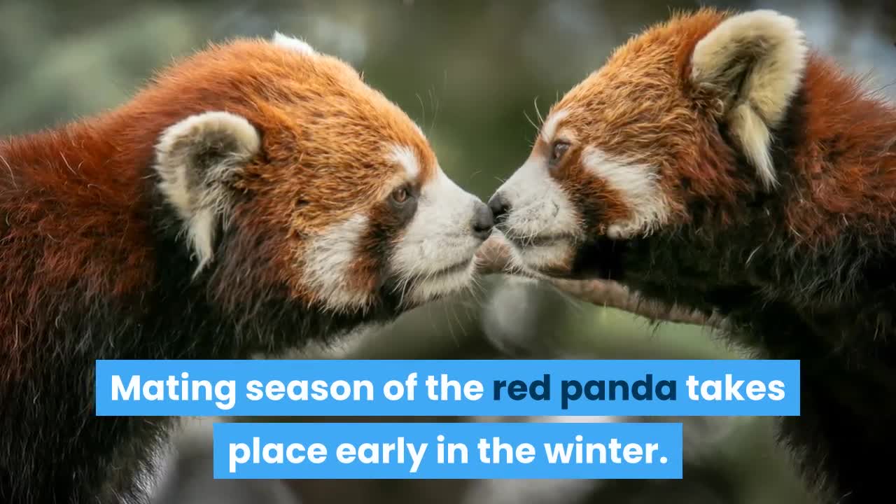 Interesting facts about Red Pandas