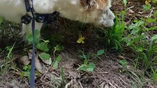 The dog is eating the grass deliciously