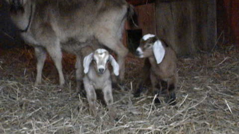 Goat babies barnyard 2013