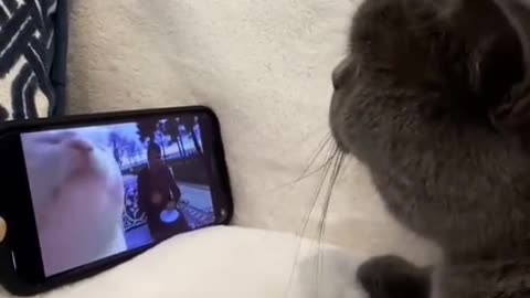 Mirroring Cats