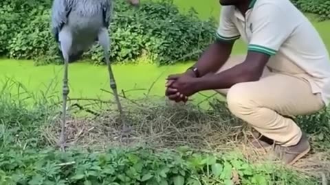 Shoebill and zookeeper greeting 👌👌