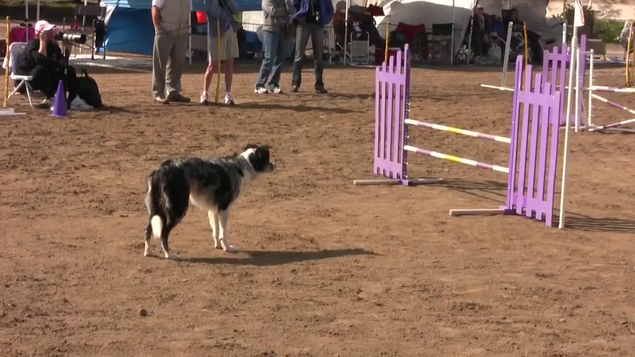 The Dog agility competition for 2021